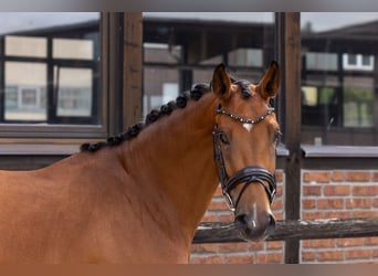 Oldenburger, Stute, 3 Jahre, 166 cm, Brauner