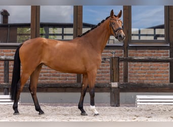 Oldenburger, Stute, 3 Jahre, 166 cm, Brauner