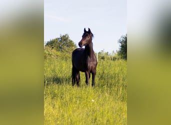 Oldenburger, Stute, 3 Jahre, 166 cm, Brauner