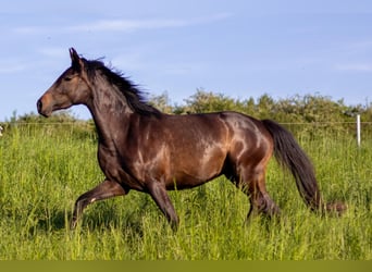 Oldenburger, Stute, 3 Jahre, 166 cm, Brauner