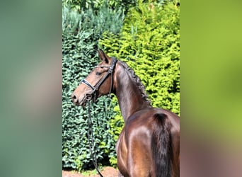 Oldenburger, Stute, 3 Jahre, 166 cm, Dunkelbrauner