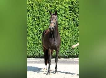 Oldenburger, Stute, 3 Jahre, 166 cm, Dunkelbrauner
