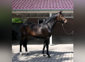 Oldenburger, Stute, 3 Jahre, 166 cm, Dunkelbrauner