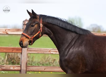 Oldenburger, Stute, 3 Jahre, 166 cm, Dunkelbrauner