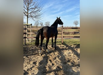 Oldenburger, Stute, 3 Jahre, 166 cm, Dunkelbrauner