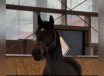 Oldenburger, Stute, 3 Jahre, 166 cm, Dunkelbrauner