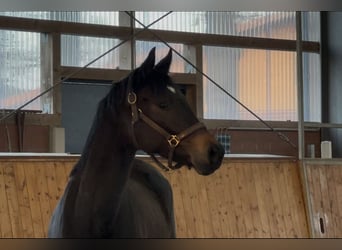 Oldenburger, Stute, 3 Jahre, 166 cm, Dunkelbrauner