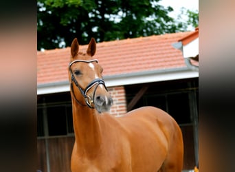 Oldenburger, Stute, 3 Jahre, 166 cm, Fuchs