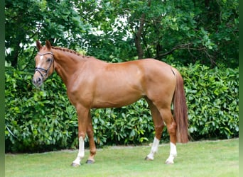 Oldenburger, Stute, 3 Jahre, 166 cm, Fuchs