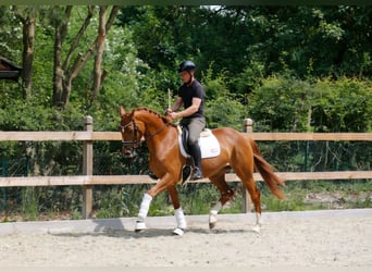 Oldenburger, Stute, 3 Jahre, 166 cm, Fuchs