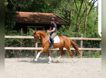 Oldenburger, Stute, 3 Jahre, 166 cm, Fuchs