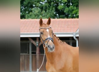 Oldenburger, Stute, 3 Jahre, 166 cm, Fuchs