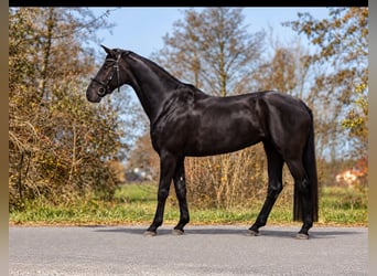 Oldenburger, Stute, 3 Jahre, 166 cm, Rappe