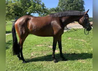 Oldenburger, Stute, 3 Jahre, 167 cm, Brauner