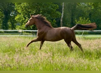Oldenburger, Stute, 3 Jahre, 167 cm, Dunkelfuchs