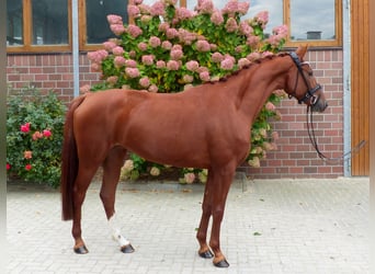 Oldenburger, Stute, 3 Jahre, 167 cm, Fuchs
