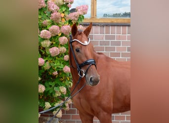 Oldenburger, Stute, 3 Jahre, 167 cm, Fuchs