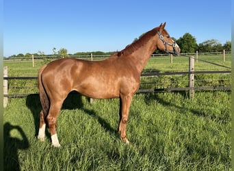 Oldenburger, Stute, 3 Jahre, 167 cm, Fuchs