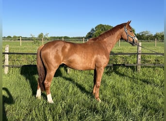 Oldenburger, Stute, 3 Jahre, 167 cm, Fuchs