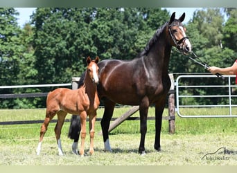 Oldenburger, Stute, 3 Jahre, 167 cm, Fuchs