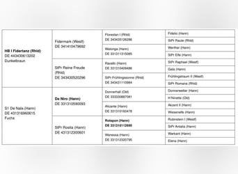 Oldenburger, Stute, 3 Jahre, 167 cm, Fuchs
