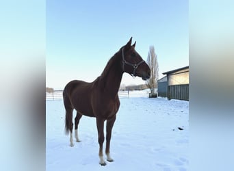 Oldenburger, Stute, 3 Jahre, 167 cm, Fuchs