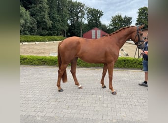 Oldenburger, Stute, 3 Jahre, 167 cm, Fuchs