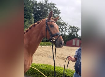 Oldenburger, Stute, 3 Jahre, 167 cm, Fuchs