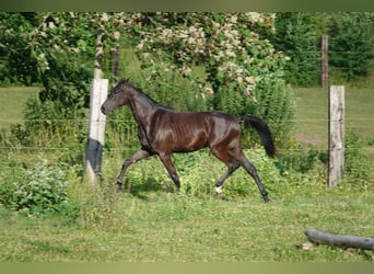 Oldenburger, Stute, 3 Jahre, 167 cm, Rappe