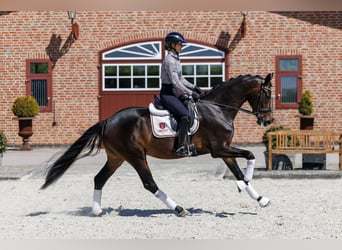 Oldenburger, Stute, 3 Jahre, 168 cm, Brauner