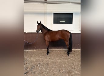 Oldenburger, Stute, 3 Jahre, 168 cm, Brauner