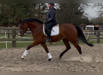 Oldenburger, Stute, 3 Jahre, 168 cm, Brauner