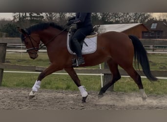 Oldenburger, Stute, 3 Jahre, 168 cm, Brauner