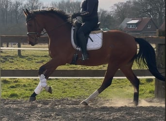 Oldenburger, Stute, 3 Jahre, 168 cm, Brauner