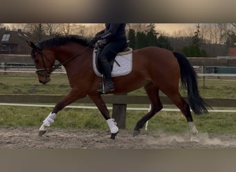 Oldenburger, Stute, 3 Jahre, 168 cm, Brauner