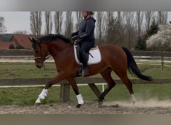 Oldenburger, Stute, 3 Jahre, 168 cm, Brauner