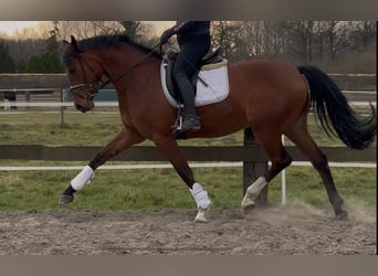 Oldenburger, Stute, 3 Jahre, 168 cm, Brauner