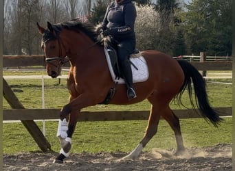 Oldenburger, Stute, 3 Jahre, 168 cm, Brauner