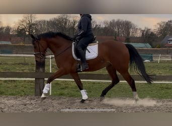 Oldenburger, Stute, 3 Jahre, 168 cm, Brauner