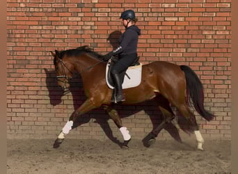 Oldenburger, Stute, 3 Jahre, 168 cm, Brauner