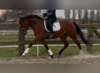 Oldenburger, Stute, 3 Jahre, 168 cm, Brauner