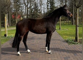 Oldenburger, Stute, 3 Jahre, 168 cm, Brauner