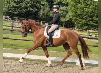 Oldenburger, Stute, 3 Jahre, 168 cm, Dunkelfuchs