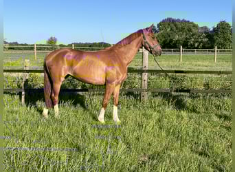 Oldenburger, Stute, 3 Jahre, 168 cm, Fuchs