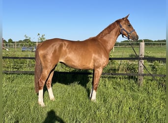 Oldenburger, Stute, 3 Jahre, 168 cm, Fuchs