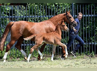 Oldenburger, Stute, 3 Jahre, 168 cm, Fuchs