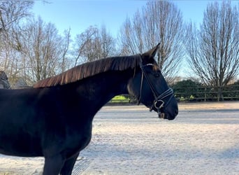 Oldenburger, Stute, 3 Jahre, 168 cm, Rappe