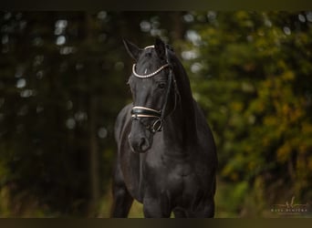 Oldenburger, Stute, 3 Jahre, 168 cm, Rappe