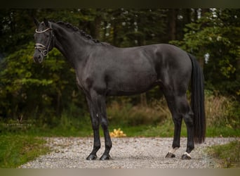 Oldenburger, Stute, 3 Jahre, 168 cm, Rappe