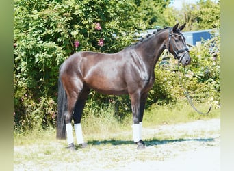 Oldenburger, Stute, 3 Jahre, 168 cm, Rappe